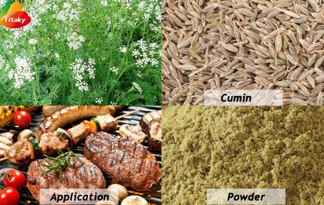 Cumin