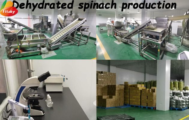 dehydrated-spinach-production.jpg dehydrated-spinach-production.jpg