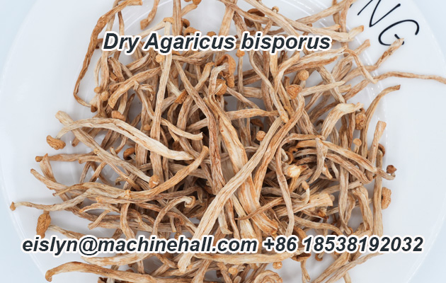 Dry Agaricus bisporus.jpg Dry Agaricus bisporus.jpg
