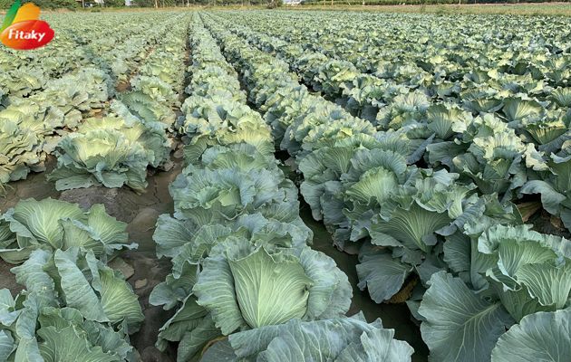 Fresh cabbage