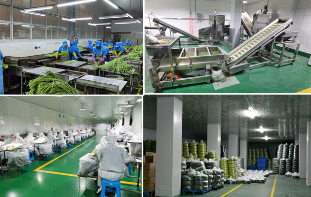 Dehydrated vegetable factory